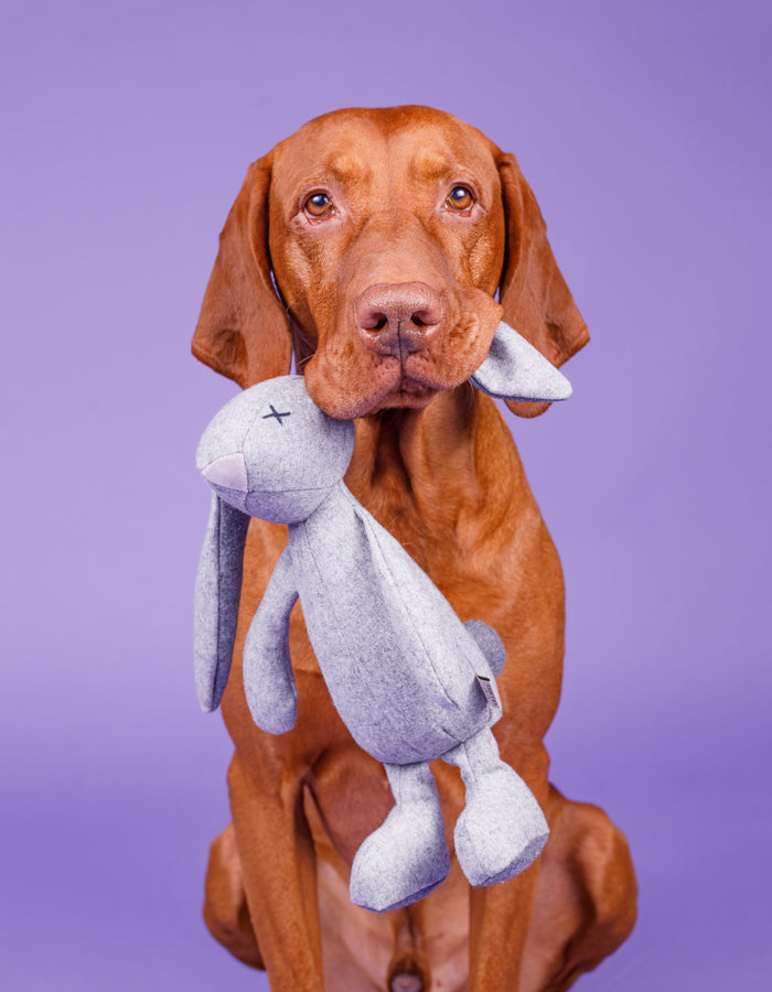 RUPERT | Hundespielzeug