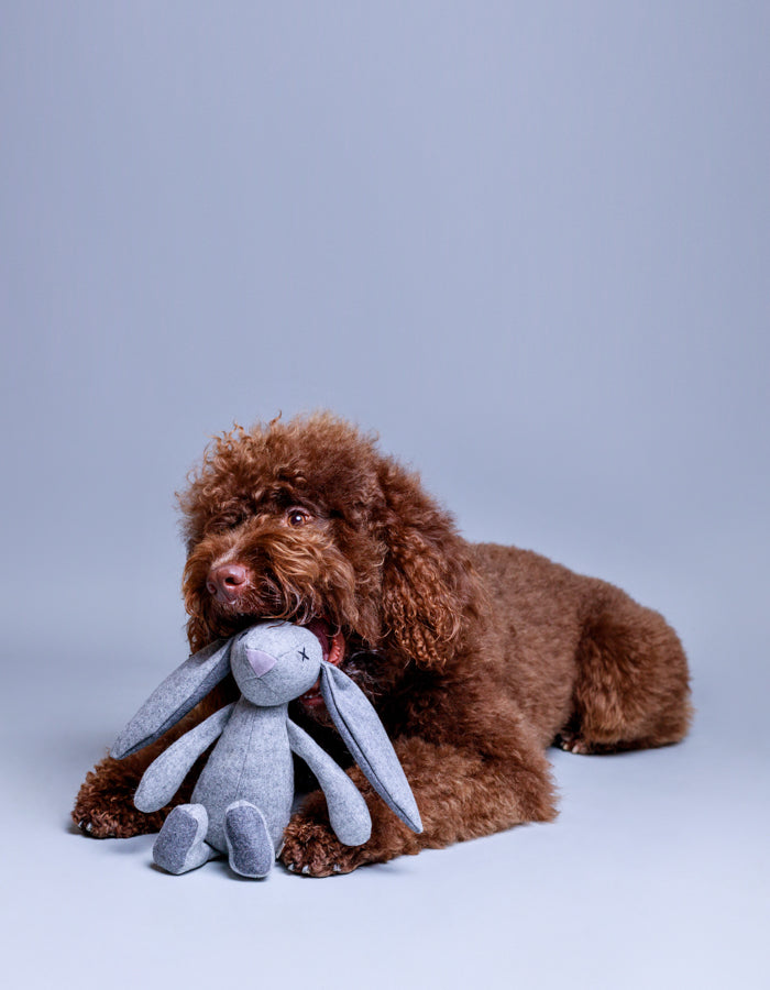 RUPERT | Hundespielzeug
