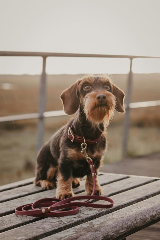 Cityleine aus Biothane | BOHO CHIC - RudisRudel