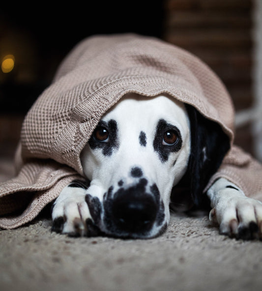 COCO | Kuscheldecke - RudisRudel