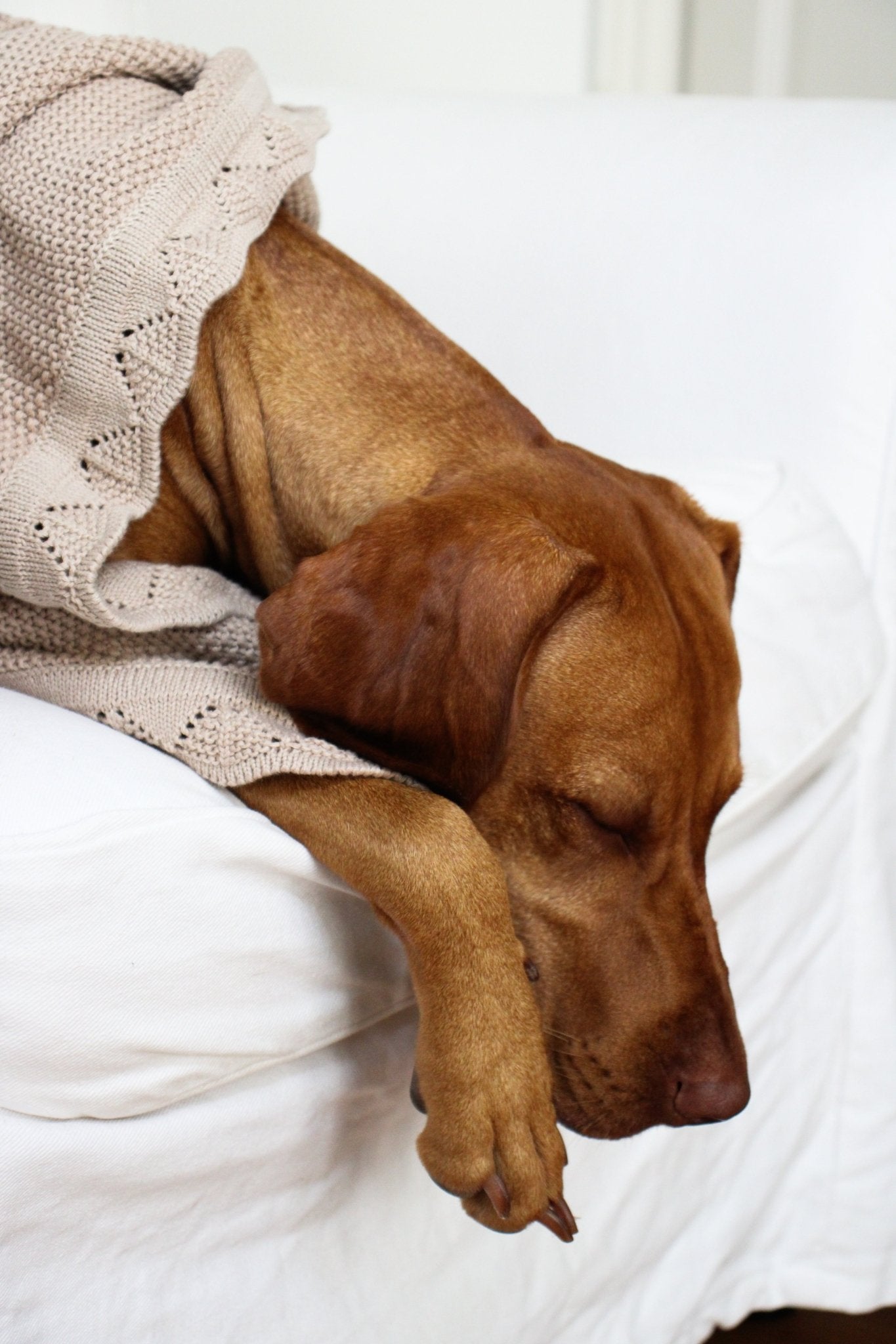 COCO | Kuscheldecke - RudisRudel