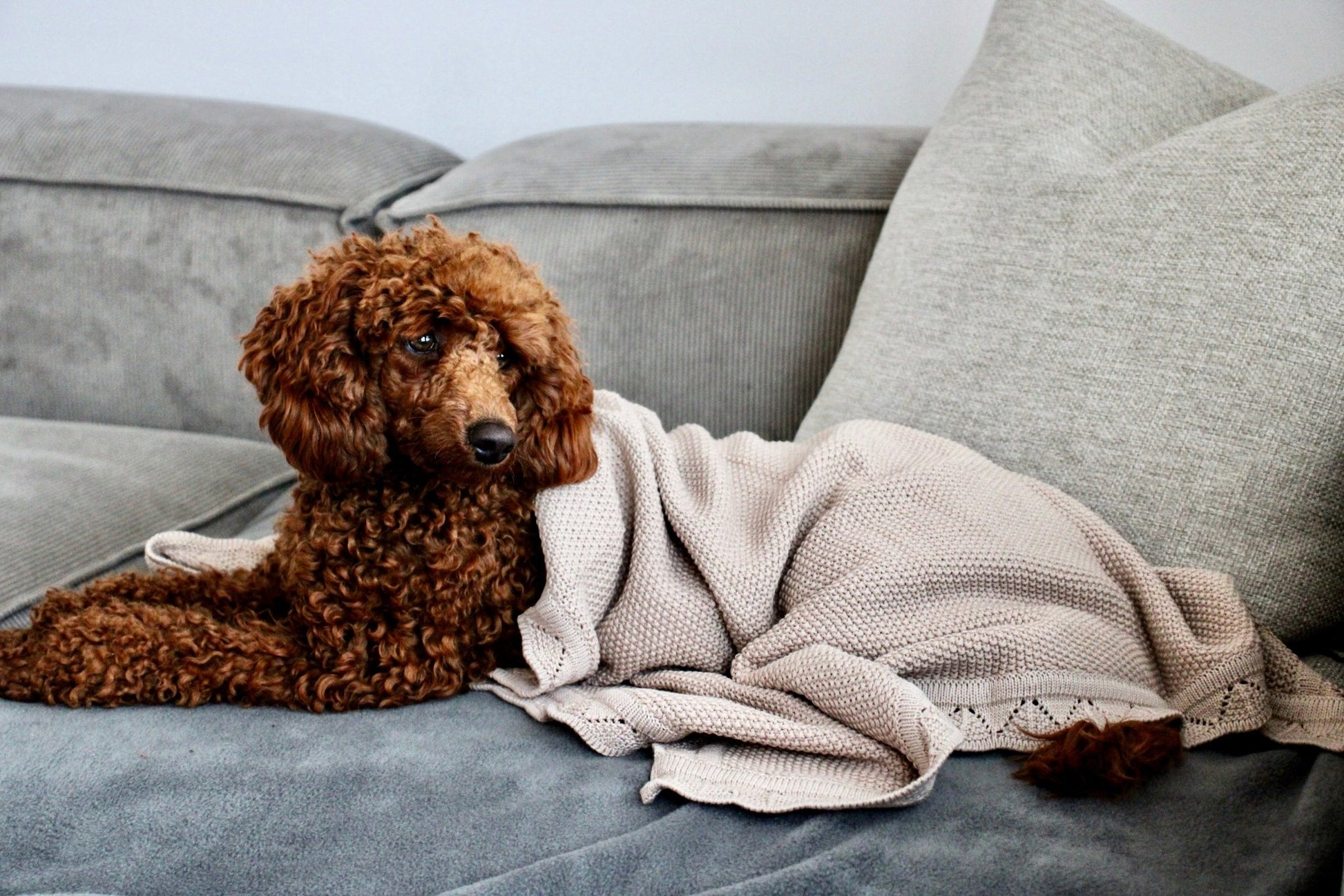COCO | Kuscheldecke - RudisRudel