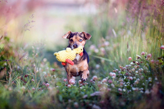 EMMA ENTE | Kauspielzeug - RudisRudel