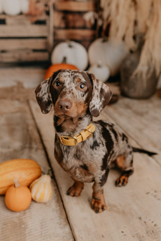 Halsband aus Biothane 16/19/25mm | SONDERFARBE BRAUN - RudisRudel