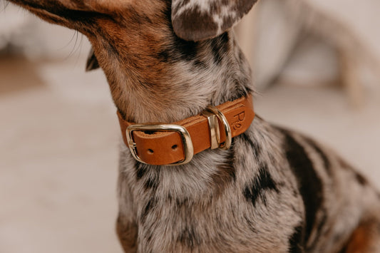 Halsband aus Fettleder | BOHO CHIC - RudisRudel