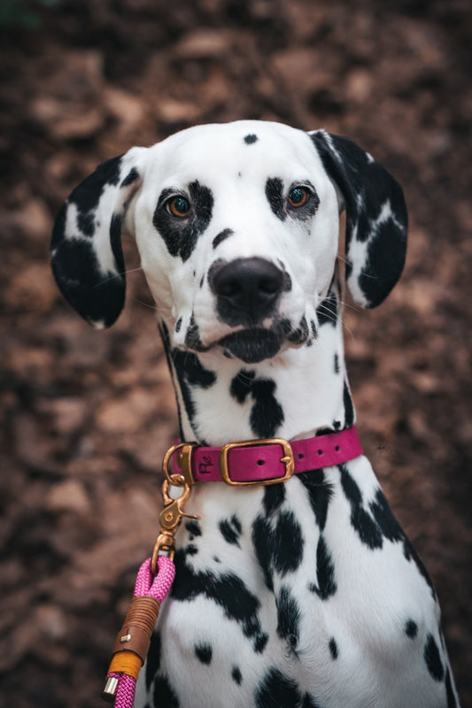 Halsband aus Fettleder | COLOUR CLASH - RudisRudel