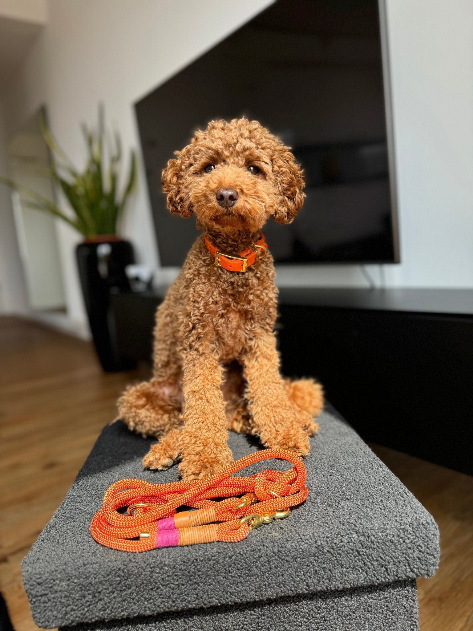 Halsband aus Fettleder | COLOUR CLASH - RudisRudel
