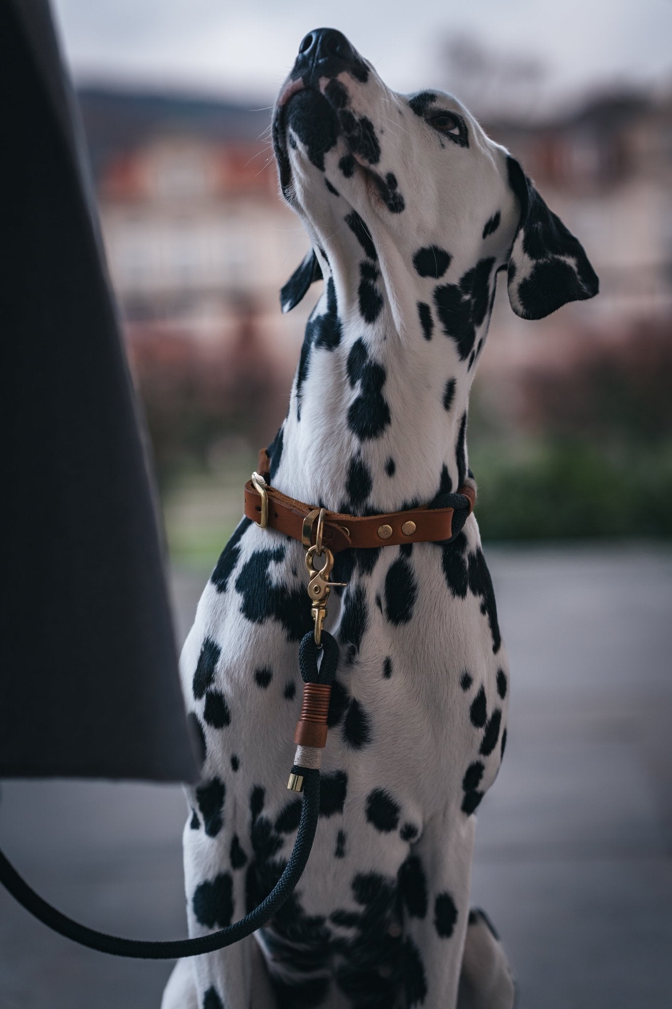 Halsband Tau x Fettleder | BOHO CHIC - RudisRudel