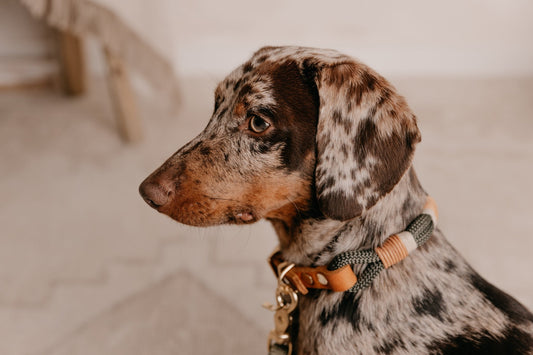 Halsband Tau x Fettleder | BOHO CHIC - RudisRudel