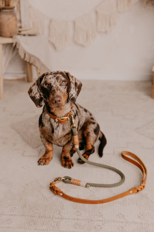 Mix & Match Leine | Handschlaufe Fettleder & Unterteil Tauseil | BOHO CHIC - RudisRudel