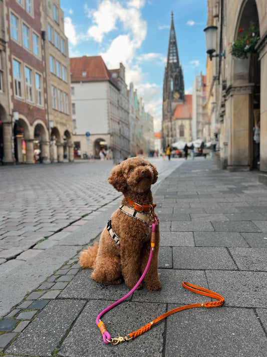 Mix & Match Set | Handschlaufe + Halsband Fettleder & Unterteil Baumwollseil | COLOUR CLASH - RudisRudel