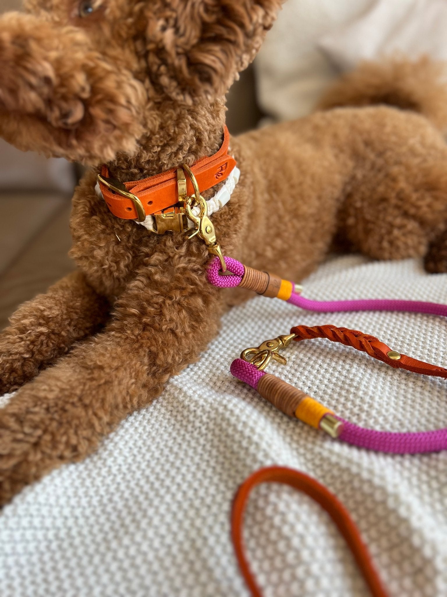 Mix & Match Set | Handschlaufe + Halsband Fettleder & Unterteil Baumwollseil | COLOUR CLASH - RudisRudel