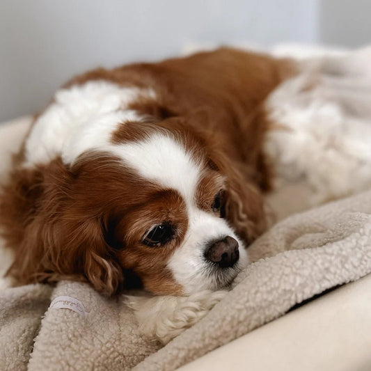 TEDDY | Kuscheldecke - RudisRudel