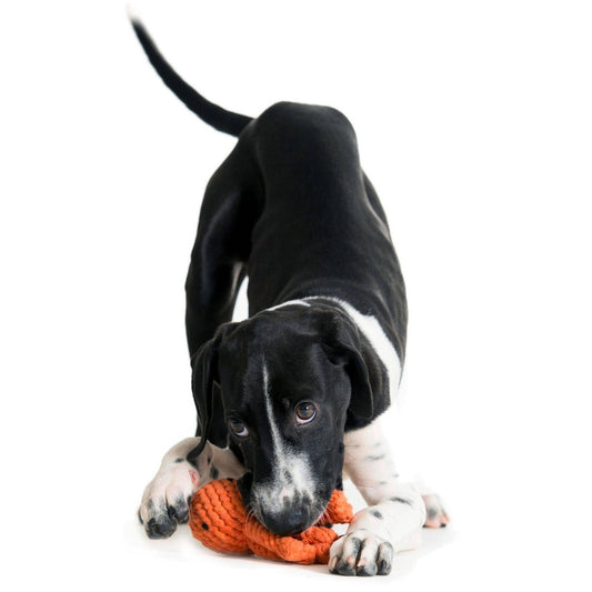 THADDÄUS TINTENFISCH | Kauspielzeug - RudisRudel