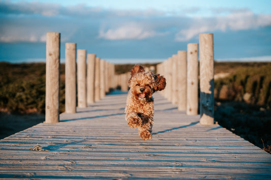 Cavoodle rennt am Strand-Steg