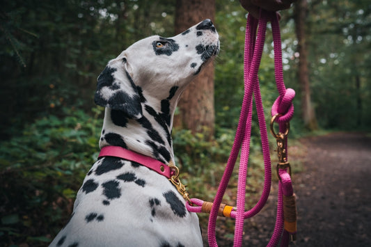 Hund zieht an der Leine: Ursachen, Training und die richtige Leine - RudisRudel