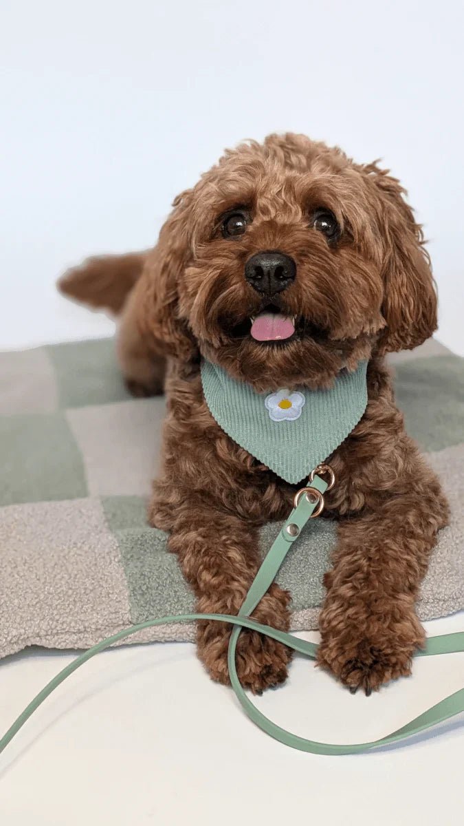 Hundehalstuch: Größen, Materialien & Styling-Tipps - RudisRudel