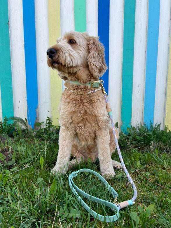 Hundeleine Länge: Welche Leinenlänge für welchen Hund? - RudisRudel