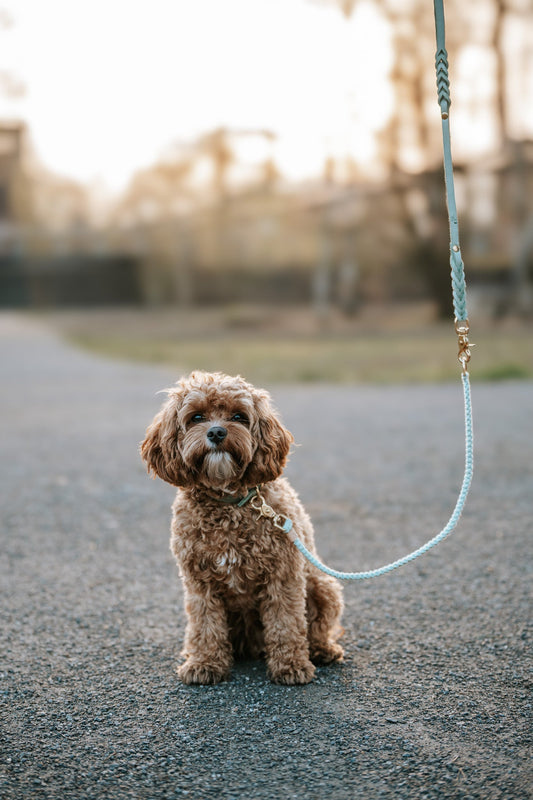 Hundespielzeug & Beschäftigung: Der ultimative Guide für glückliche Hunde - RudisRudel