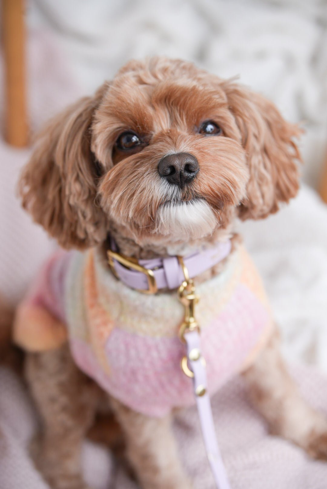 Schleckmatten Rezepte: 14 Ideen, die dein Hund lieben wird - RudisRudel