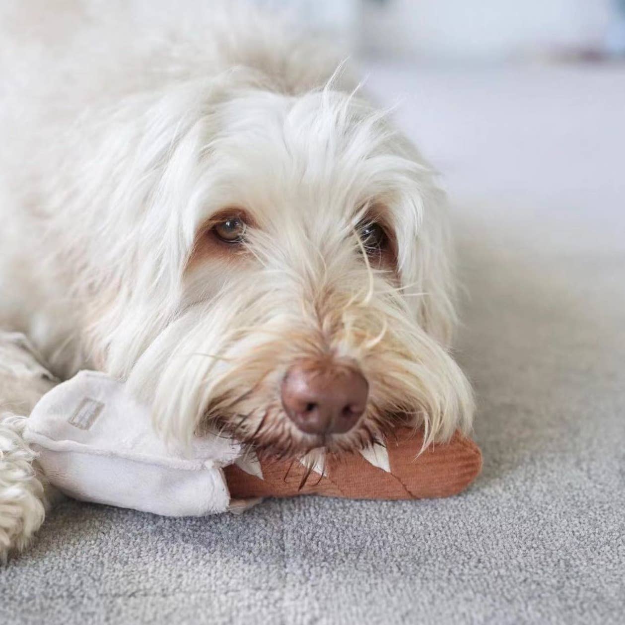 MINI-BAGUETTE | Schnüffelspielzeug