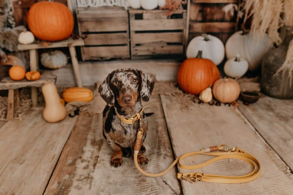 2 - fach - verstellbare Handschlaufe aus Biothane | BOHO CHIC - RudisRudel