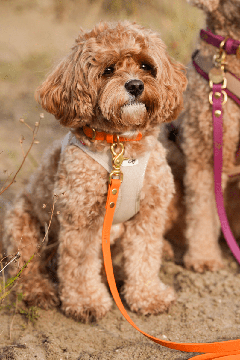 2 - fach - verstellbare Handschlaufe aus Biothane | BOHO CHIC - RudisRudel