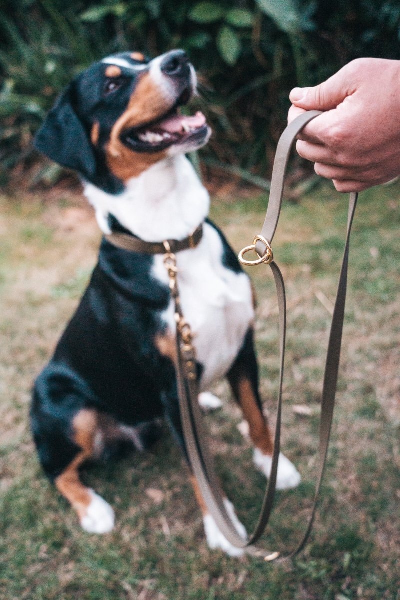 3 - fach - verstellbare Umhängeleine aus Biothane 19mm | SONDERFARBE & - BREITE BRAUN - RudisRudel