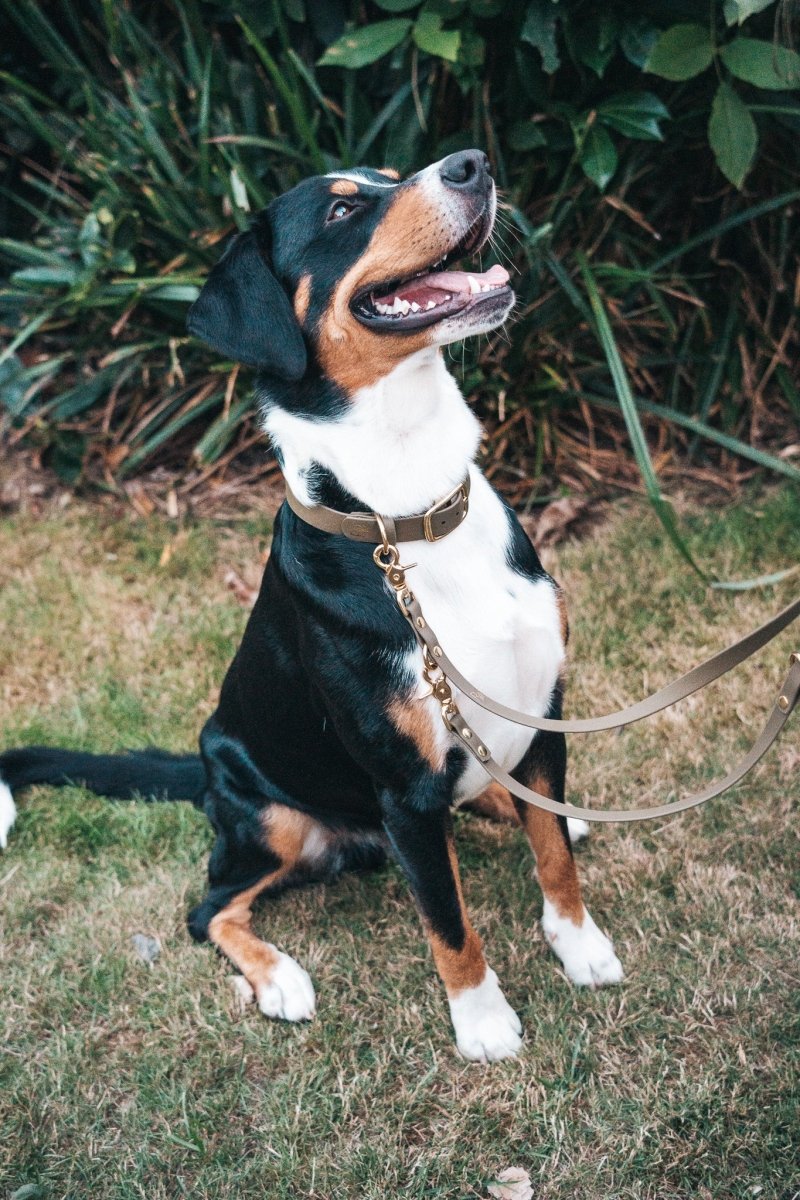 3 - fach - verstellbare Umhängeleine aus Biothane 19mm | SONDERFARBE & - BREITE BRAUN - RudisRudel