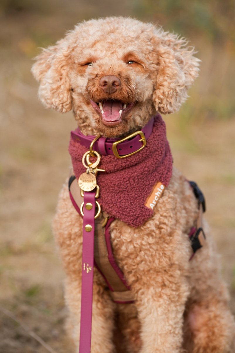3 - fach - verstellbare Umhängeleine aus Biothane | BOHO CHIC - RudisRudel