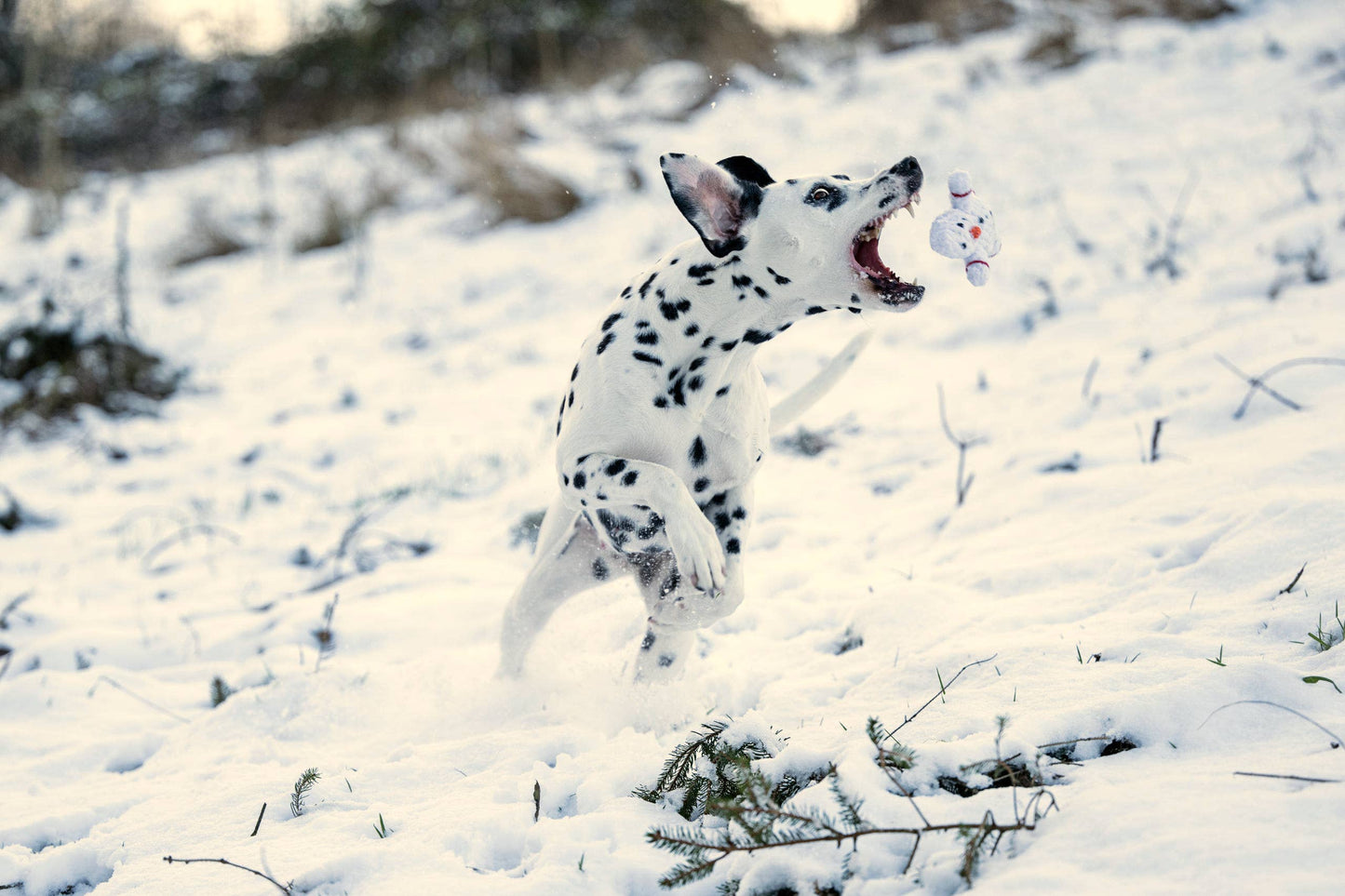 SHAWN DER SCHNEEMANN | Kauspielzeug
