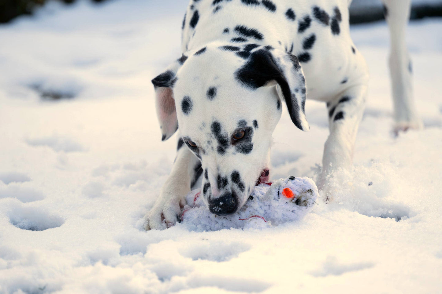 SHAWN DER SCHNEEMANN | Kauspielzeug