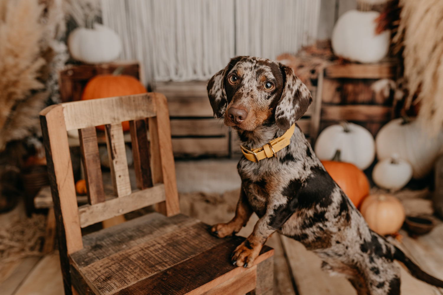 Boho Chic style world – warm earth tones, sand, terracotta and sage