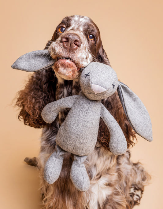 RUPERT | Hundespielzeug