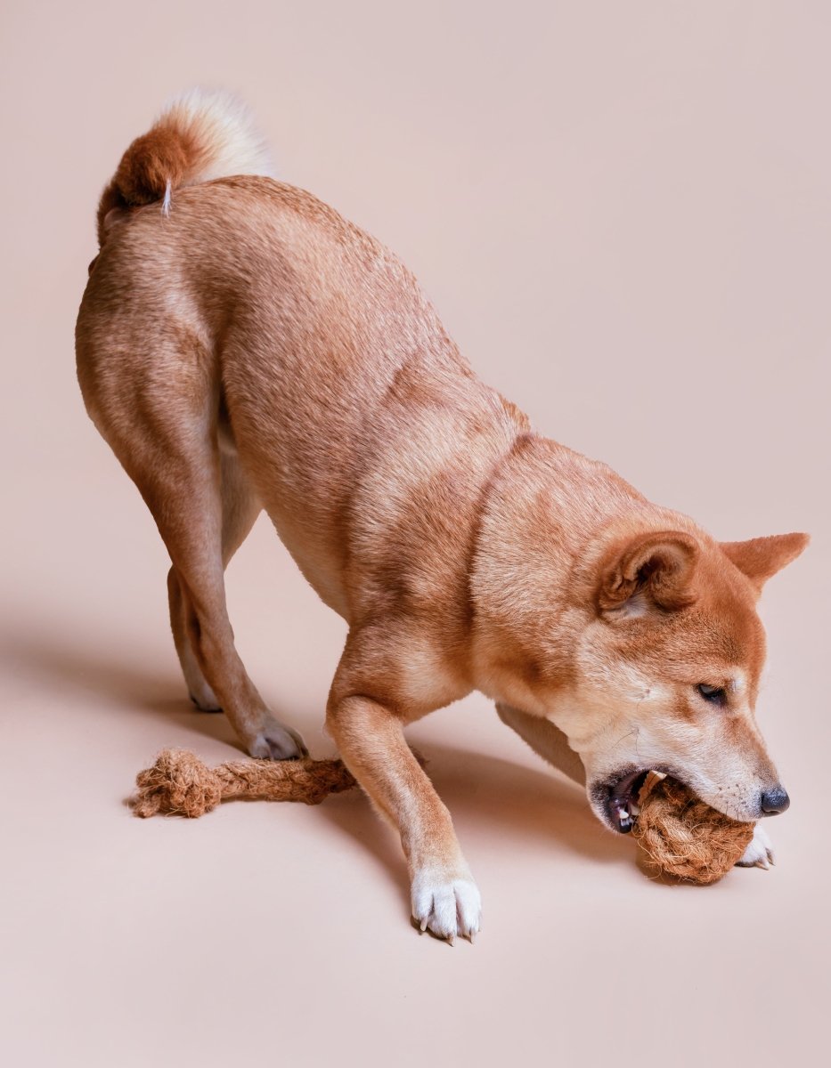 COCO BALL | Kauspielzeug - RudisRudel