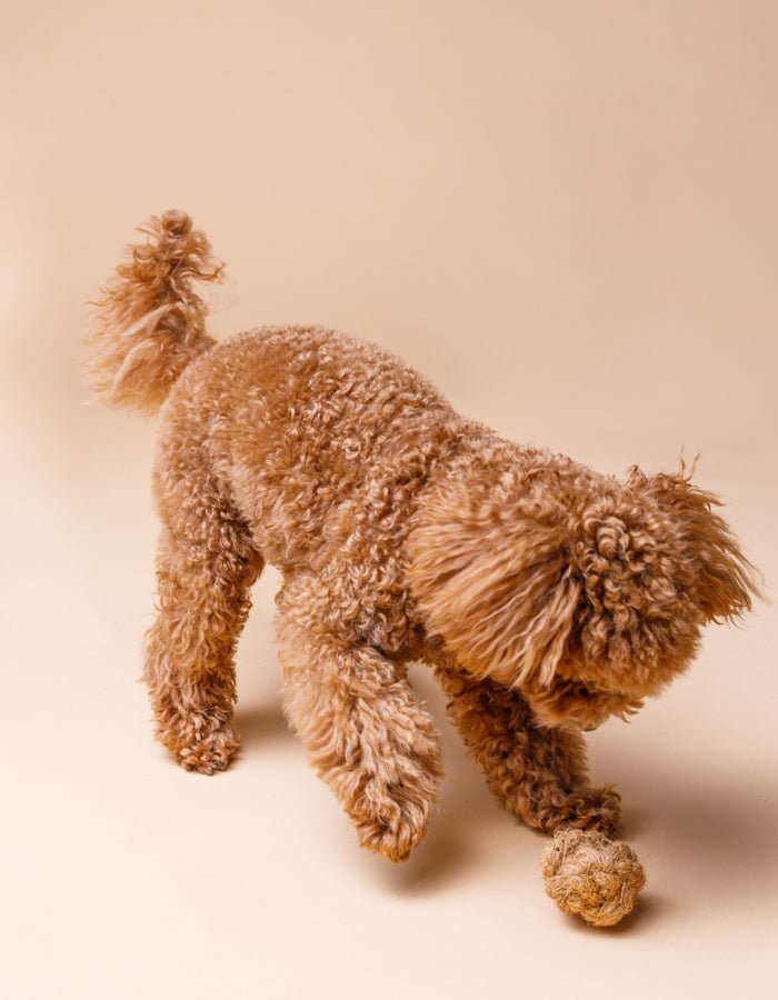 COCO BALL | Kauspielzeug - RudisRudel