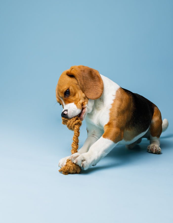 COCO HUSK | Kauspielzeug - RudisRudel