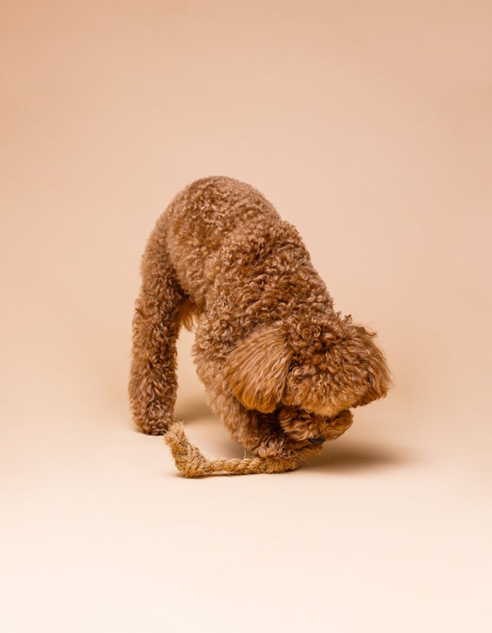 COCO HUSK | Kauspielzeug - RudisRudel