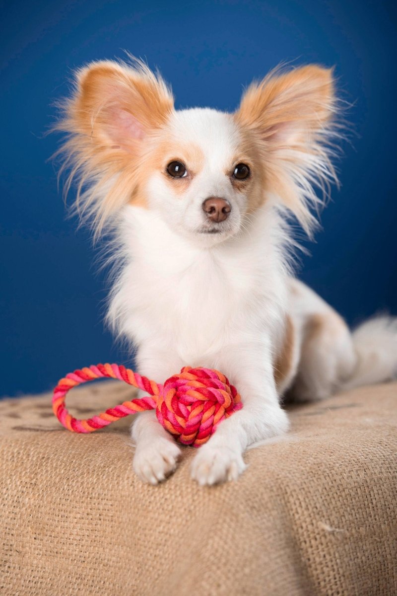 COLOUR CLASH | Schleuderball - RudisRudel