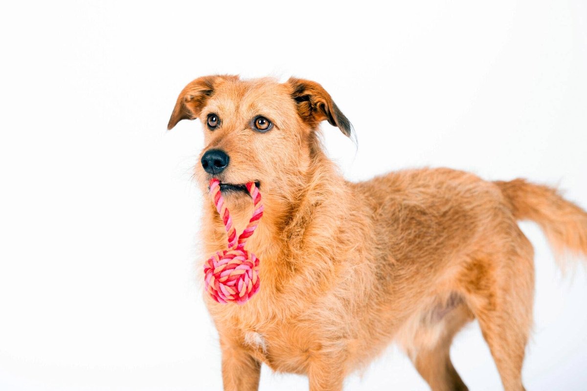 COLOUR CLASH | Schleuderball - RudisRudel