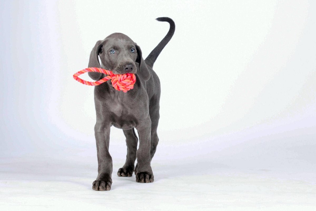 COLOUR CLASH | Schleuderball - RudisRudel