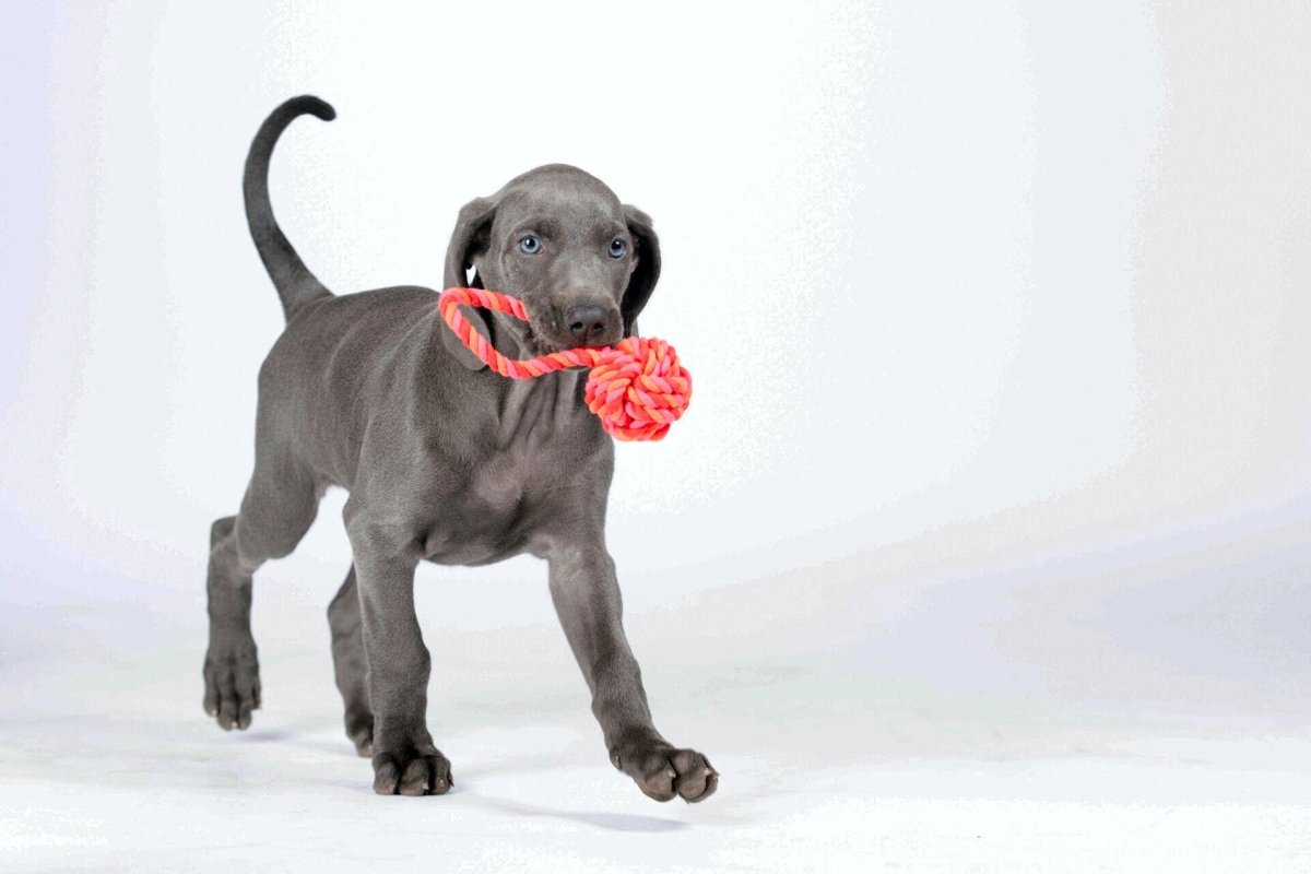 COLOUR CLASH | Schleuderball - RudisRudel