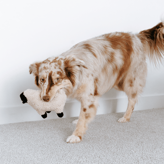 DOLLY | Hundespielzeug - RudisRudel