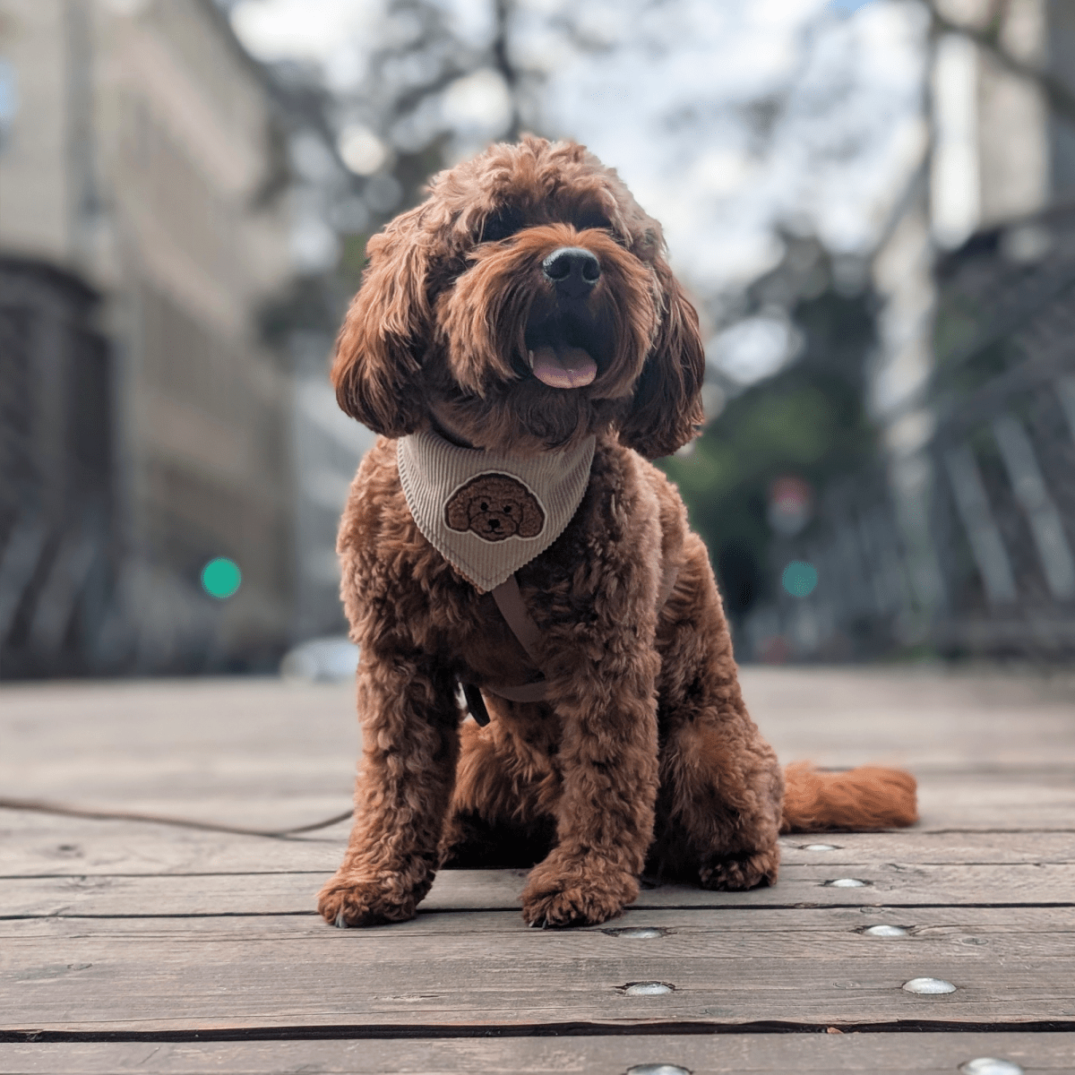 DOODLE DREAM | Wendehalstuch mit braunem Hundepatch - RudisRudel