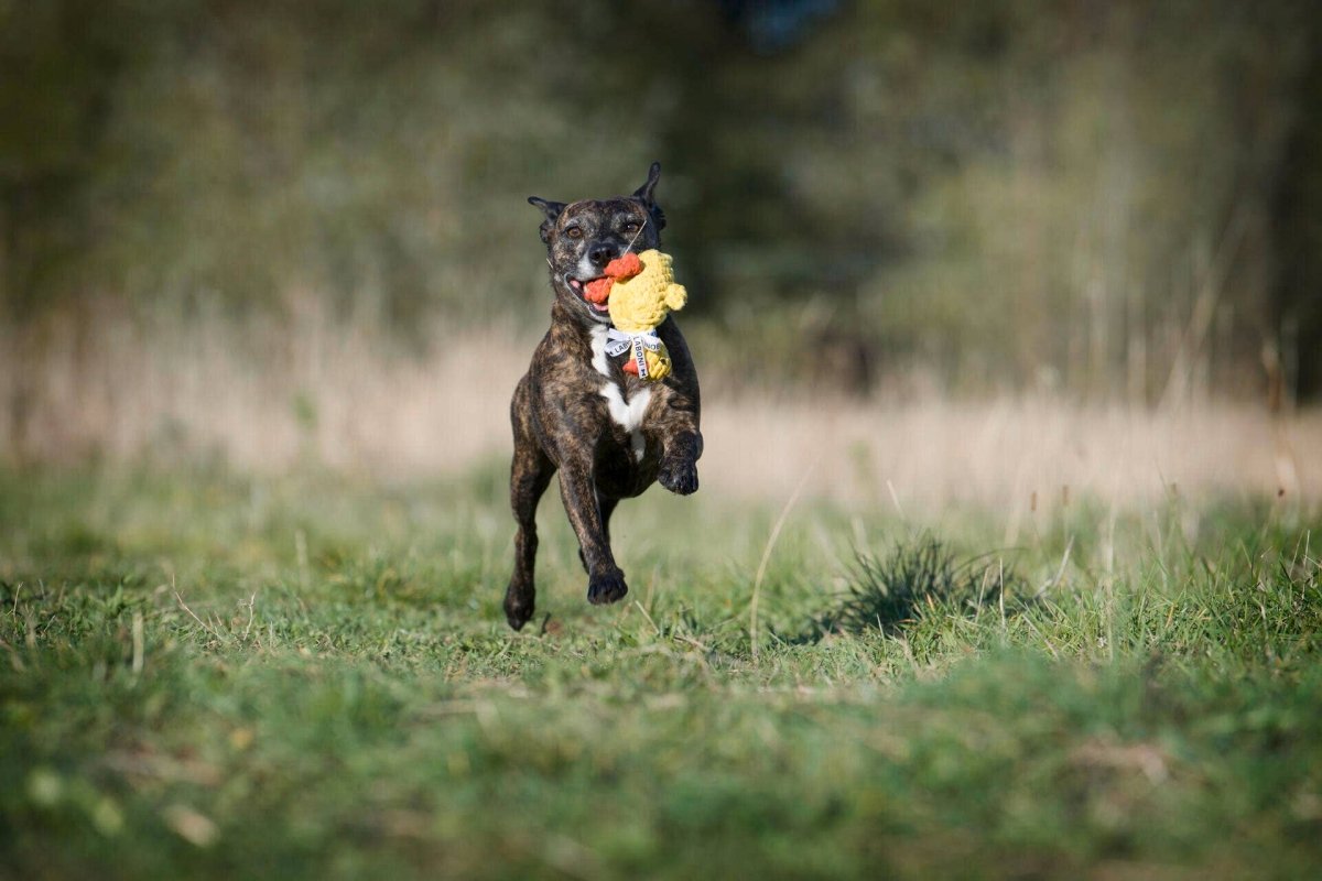 EMMA ENTE | Kauspielzeug - RudisRudel