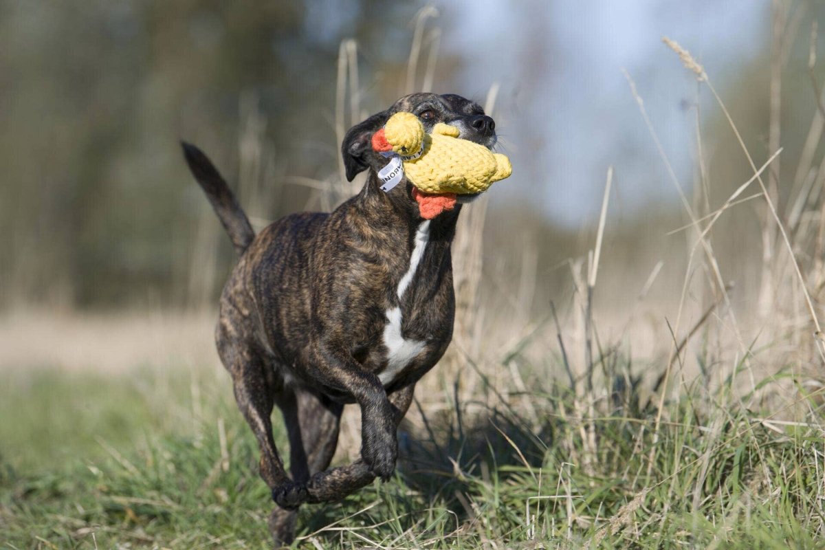EMMA ENTE | Kauspielzeug - RudisRudel