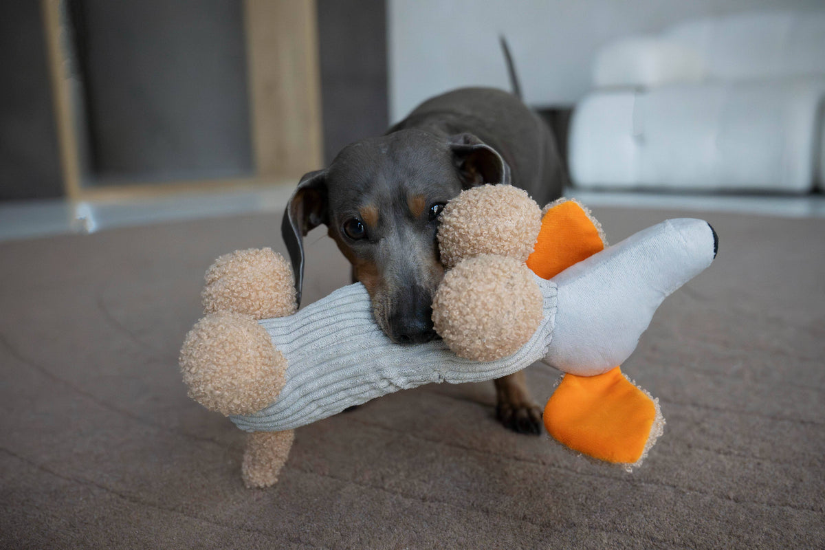 MICKY | Hundespielzeug, grau