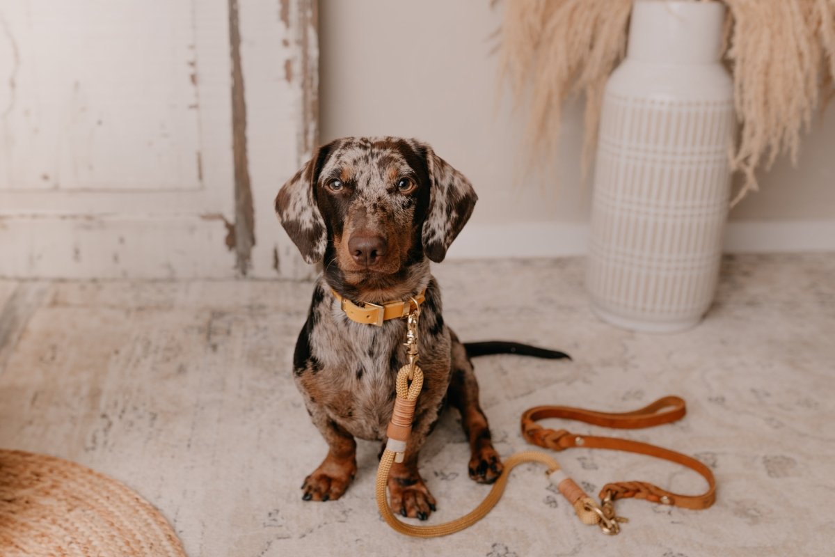 Geflochtenes Halsband aus Fettleder | BOHO CHIC - RudisRudel