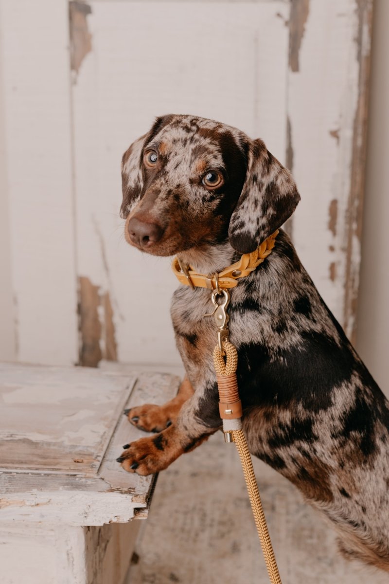 Geflochtenes Halsband aus Fettleder | BOHO CHIC - RudisRudel