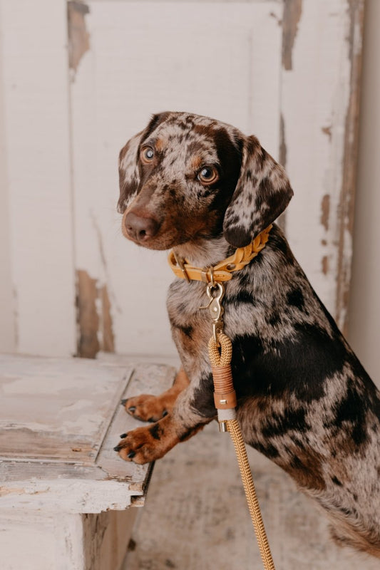 Geflochtenes Halsband aus Fettleder | BOHO CHIC - RudisRudel